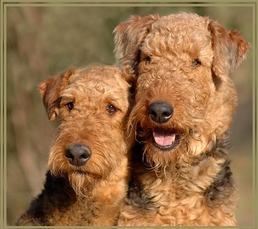 Airedale Terrier Syrius-Laybel Kennel